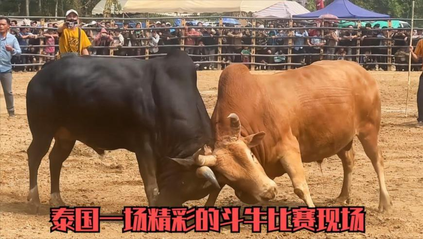 香港王中王4949澳门免费资料,西班牙国王体验华为三折叠,最新核心解答落实_AR版V5.82